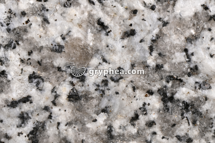 Granite - détail - gryphea.com
